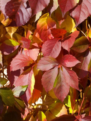 Виноград девичий Ред Уолл (Red Wal)