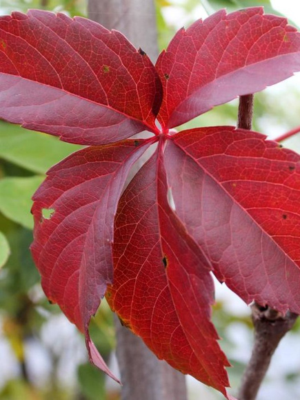 Виноград девичий Ред Уолл (Red Wal) купить с доставкой