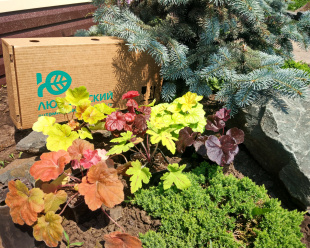 Бокс "Восхищай" Бокс "Восхищай"