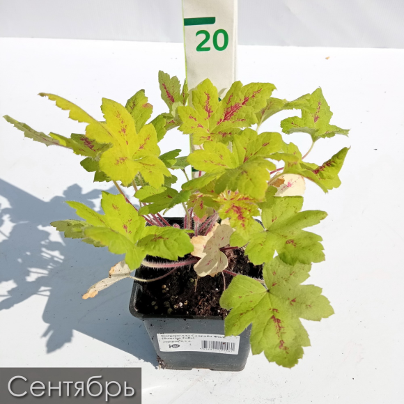 Бокс "Восхищай" купить с доставкой Бокс "Восхищай" купить с доставкой