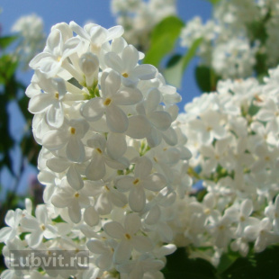 Сирень Маленький Принц