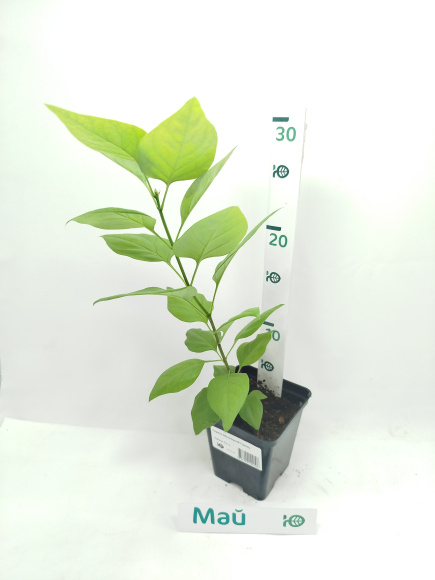 Сирень Маленький Принц купить с доставкой