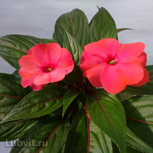 Бальзамин Парадиз Самба (Paradise Sumba)