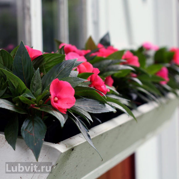 Бальзамин Парадиз Самба (Paradise Sumba) купить с доставкой