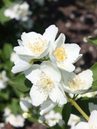 Чубушник Алебастр Чубушник Алебастр