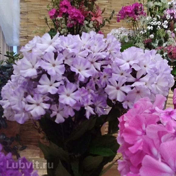 Флокс Лунный камень купить с доставкой Флокс Лунный камень купить с доставкой