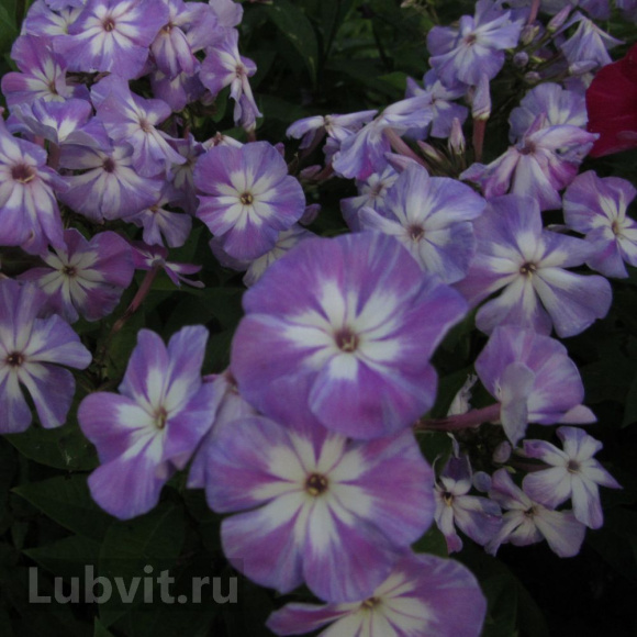 Флокс Лунный камень купить с доставкой Флокс Лунный камень купить с доставкой