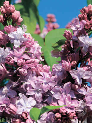 Сирень Катюша