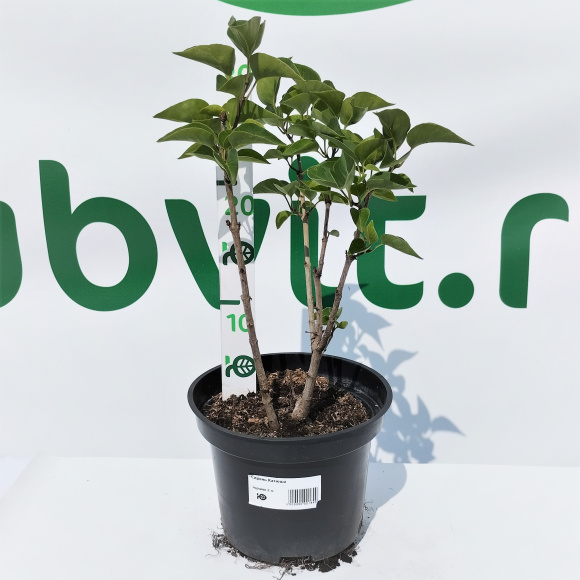 Сирень Катюша купить с доставкой