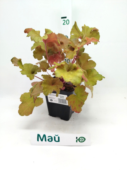 Гейхера Эмбер Вейвз (Amber Waves) купить с доставкой Гейхера Эмбер Вейвз (Amber Waves) купить с доставкой