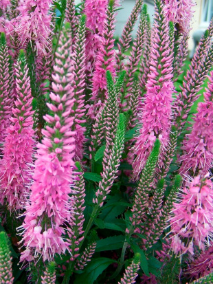 Вероникаструм Фасцинэйшн (Fascination)