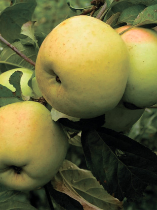 Яблоня Антоновка