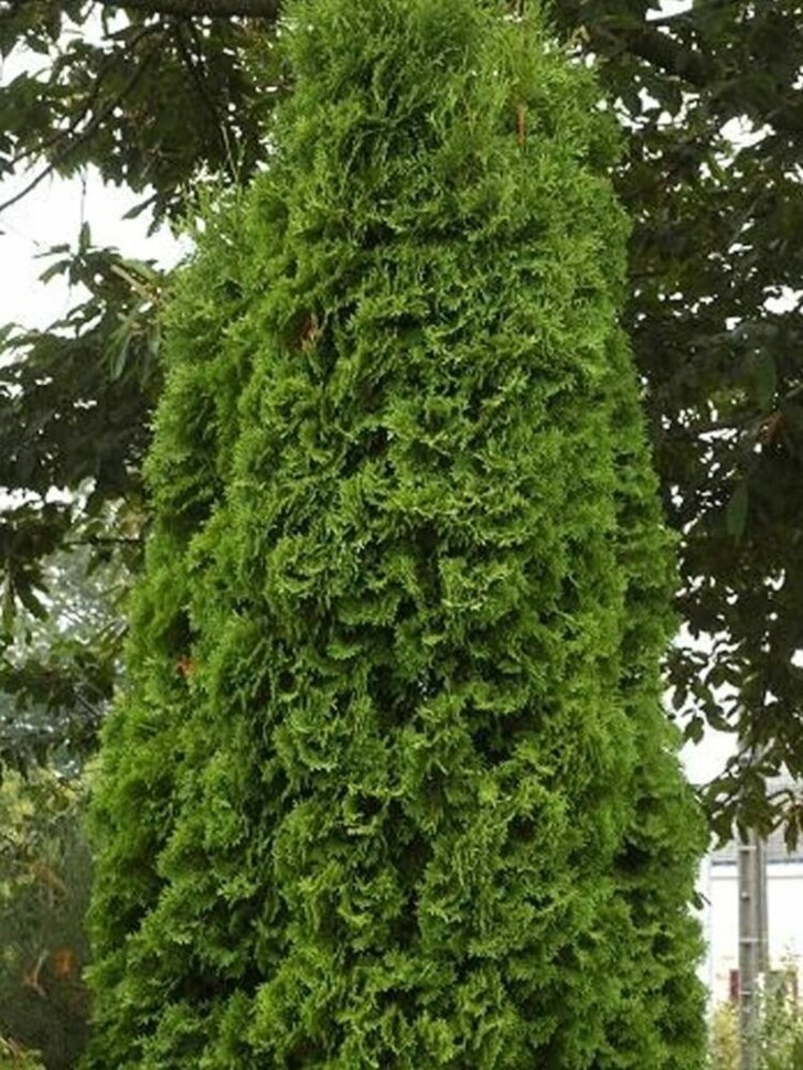 Туя западная Пирамидалис Компакта (Pyramidalis Compacta) купить с доставкой Туя западная Пирамидалис Компакта (Pyramidalis Compacta) купить с доставкой