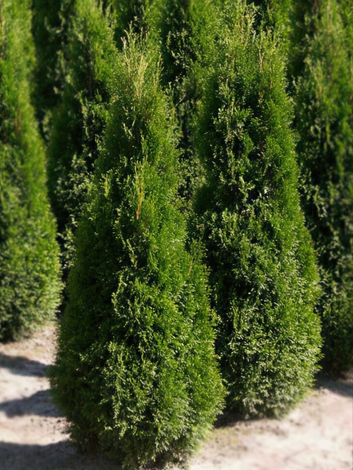 Туя западная Пирамидалис Компакта (Pyramidalis Compacta) купить с доставкой Туя западная Пирамидалис Компакта (Pyramidalis Compacta) купить с доставкой