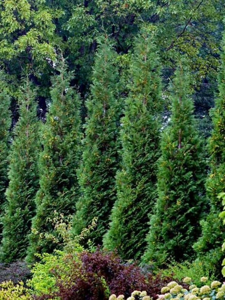 Туя западная Пирамидалис Компакта (Pyramidalis Compacta) купить с доставкой Туя западная Пирамидалис Компакта (Pyramidalis Compacta) купить с доставкой