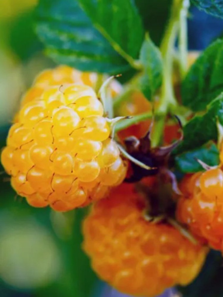 Малина Беглянка купить с доставкой Малина Беглянка купить с доставкой