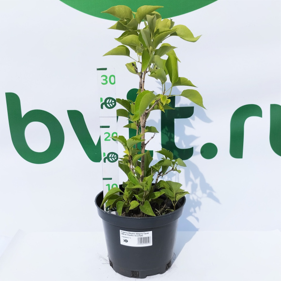 Сирень Мадам Шарль Суше (Mme Charles Souchet) купить с доставкой Сирень Мадам Шарль Суше (Mme Charles Souchet) купить с доставкой