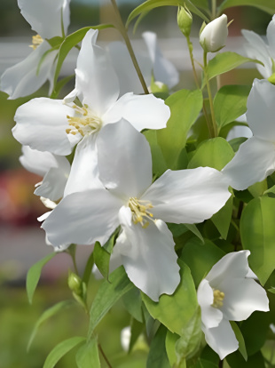 Чубушник Балет Мотыльков Чубушник Балет Мотыльков