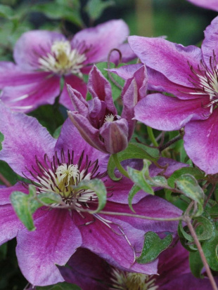 Клематис Темптейшен (Temptation)