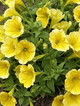 Петуния вегетативная Сюрпрайз Канари Еллоу (Surprise Canary Yellow)