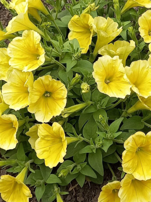 Петуния вегетативная Сюрпрайз Канари Еллоу (Surprise Canary Yellow)