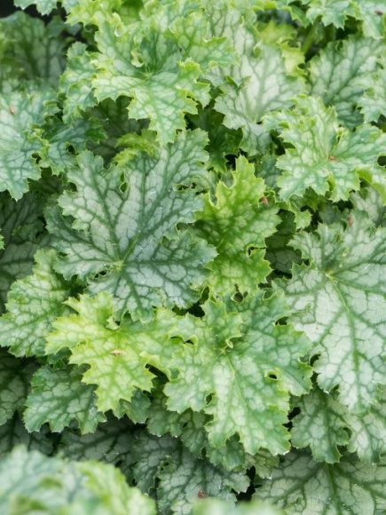 Гейхера Лайм Свиззл (Lime Swizzle) купить с доставкой