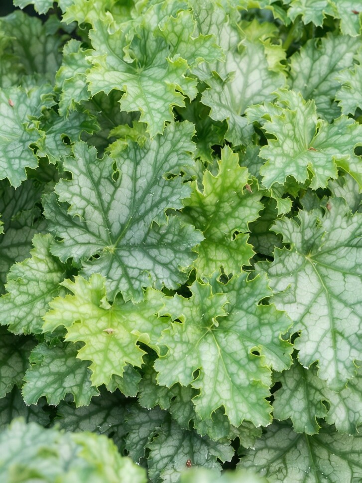 Гейхера Лайм Свиззл (Lime Swizzle) купить с доставкой Гейхера Лайм Свиззл (Lime Swizzle) купить с доставкой