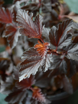 Пузыреплодник Файрсайд (Fireside) Пузыреплодник Файрсайд (Fireside)