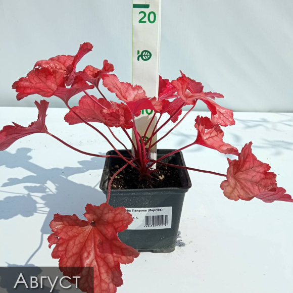 Бокс "Огненный" купить с доставкой