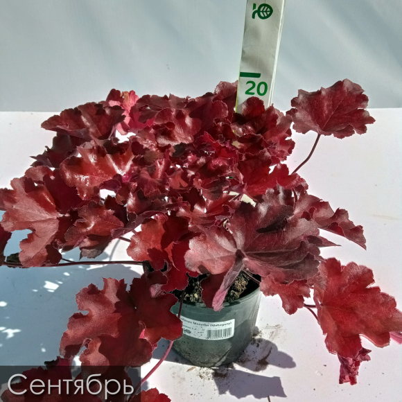 Бокс "Огненный" купить с доставкой