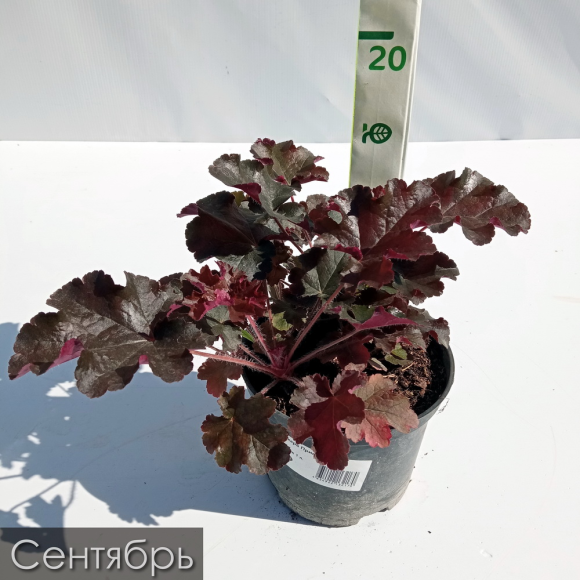 Бокс "Огненный" купить с доставкой