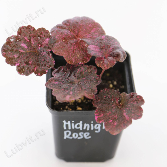 Бокс "Огненный" купить с доставкой