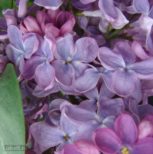 Сирень Президент Греви (President Grevy)