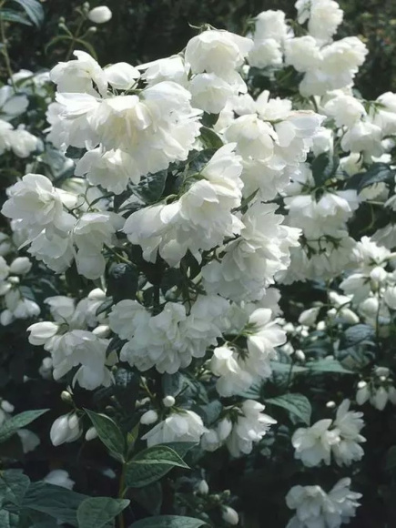 Чубушник Снежная Буря купить с доставкой