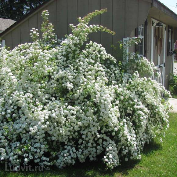 Чубушник Снежная Буря купить с доставкой Чубушник Снежная Буря купить с доставкой