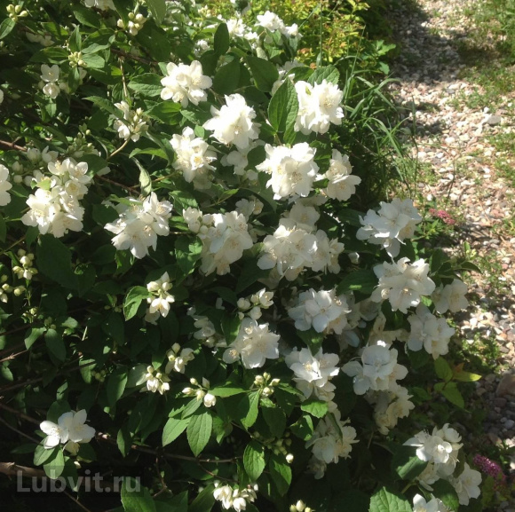 Чубушник Снежная Буря купить с доставкой Чубушник Снежная Буря купить с доставкой