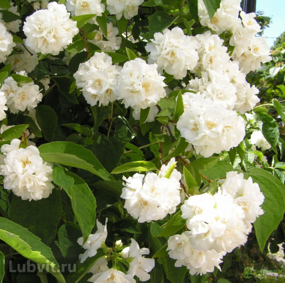 Чубушник Снежная Буря купить с доставкой Чубушник Снежная Буря купить с доставкой