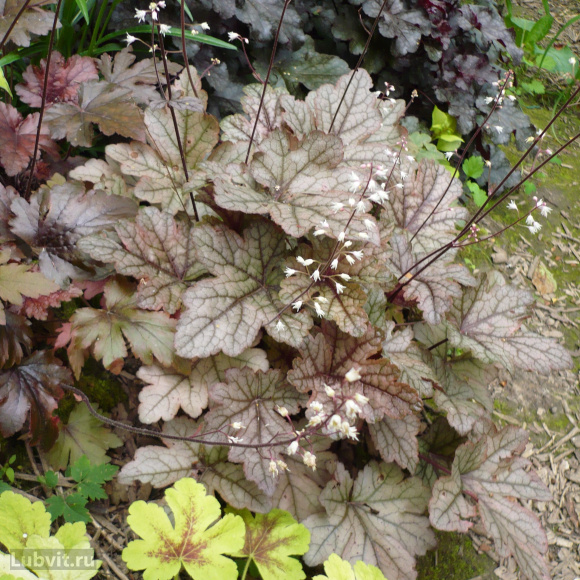 Гейхерелла Гансмоук (Gunsmoke) купить с доставкой