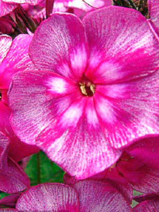 Флокс Хозяйка Медной Горы