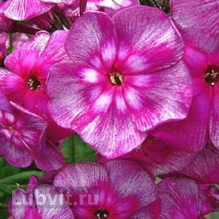 Флокс Хозяйка Медной Горы