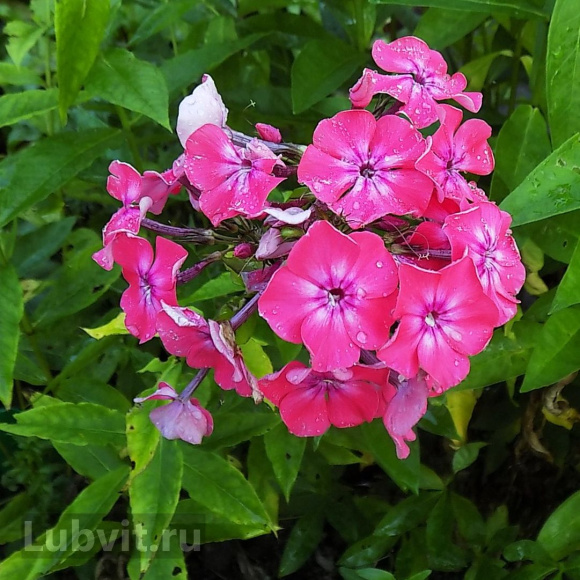 Флокс Хозяйка Медной Горы купить с доставкой