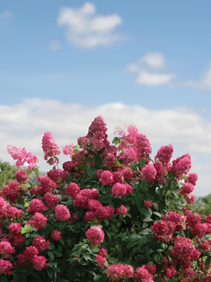 Гортензия Файер Лайт (Fire Light) метельчатая купить с доставкой