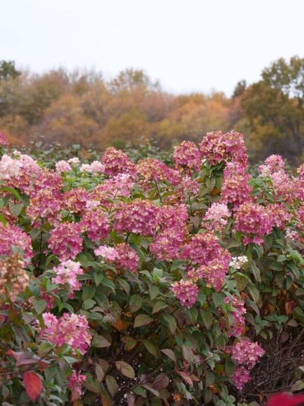 Гортензия Файер Лайт (Fire Light) метельчатая купить с доставкой