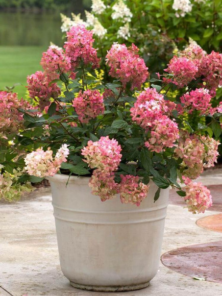 Гортензия Файер Лайт (Fire Light) метельчатая купить с доставкой