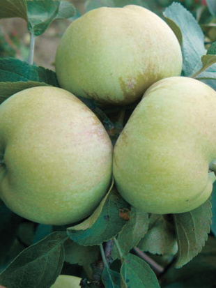 Яблоня Богатырь