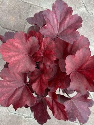 Гейхера Роял Руби (Royal Ruby)