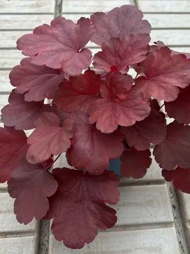 Гейхера Роял Руби (Royal Ruby) купить с доставкой