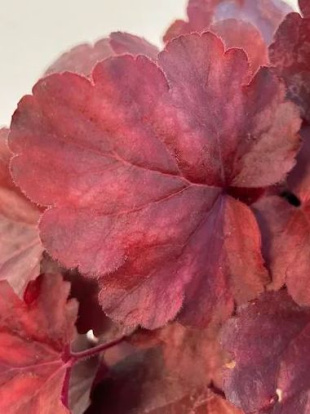 Гейхера Роял Руби (Royal Ruby)