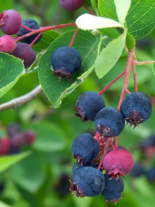 Ирга Красноярская