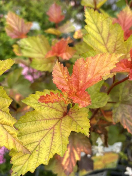 Пузыреплодник Мэджик Болл (Magic Ball) купить с доставкой